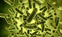 Lactobacillus spp.